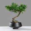 Artificial Bonsai Tree Artificial Small Bonsai Pine Tree Fake Green Plant Ornament with Black Ceramic Pot Japanese-style Plant Potted Coffee Table Shelf Book Wine Cabinet Decorative Ornament for Decor view 4