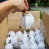 24 White String Silk Lanterns 10cm Bamboo Silk Lanterns for Christmas Decorations Wedding Decorations Home Decor Garden Party Decor view 2