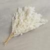47th & Main 3-Piece Dried Preserved Pine Stems Bunch for Home Dcor, 27-Inches Long, White view 2