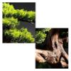 WANGXIAOYUE Sculpture Vase Vase Artificial Bonsai Tree Artificial Bonsai Tree23 Inches Faux Vase Bonsai Pine Fake Tree Bonsai Plant for Decoration Desktop Display Bonsai Plant Pot Crafts view 3