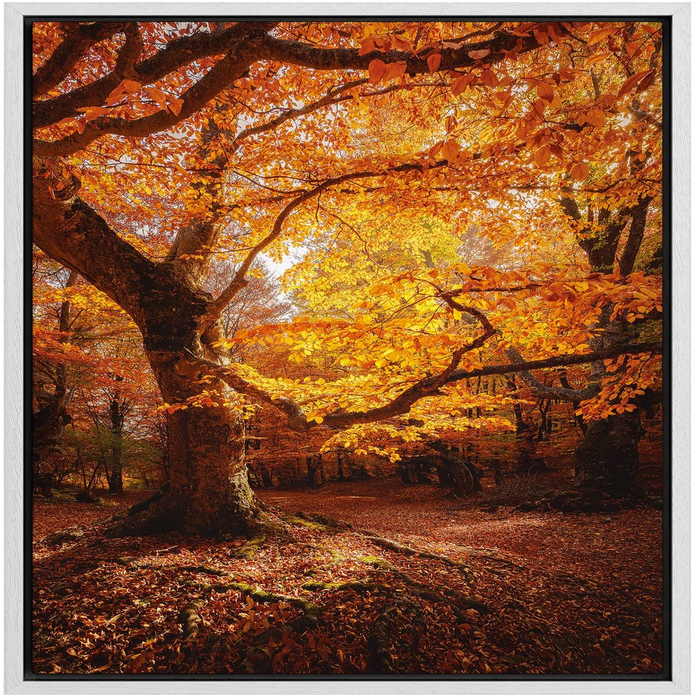 SIGNWIN Framed Canvas Print Wall Art Autumn Red Leaf Oak Tree Forest Nature Wilderness Modern Art Farmhouse/Country Landscape Colorful Multicolor for Living Room, Bedroom, Office - 16"x24" White