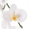 Ashland White Orchid Stem, 12 Pack view 3