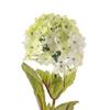 Ashland White Snowball Spray, 12 Pack view 3