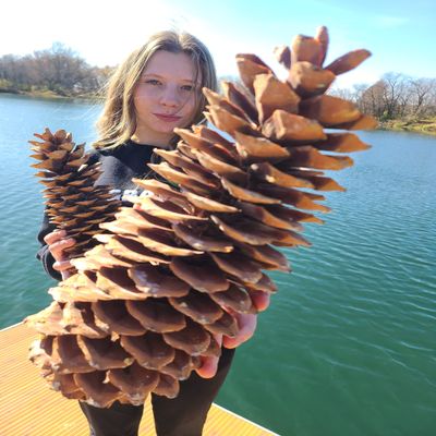 CZ Grain Sugar Pine Cones - Biggest Pine Cones, Great for Seasonal Decoration or Crafts, 10-14 Inch Length (3 Giant Cones)