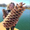 CZ Grain Sugar Pine Cones - Biggest Pine Cones, Great for Seasonal Decoration or Crafts, 10-14 Inch Length (3 Giant Cones) view 1