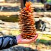 Giant Sugar Pine Cones - Biggest Pine Cones, Great for Seasonal Decoration or Crafts, 10-14 Inch Length (3 Giant Cones) view 1