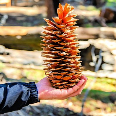 Giant Sugar Pine Cones - Biggest Pine Cones, Great for Seasonal Decoration or Crafts, 10-14 Inch Length (2 Giant Cones)