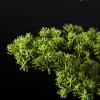 Artificial Trees Fake Bonsai Tree 21 Inches Artificial Bonsai Pine Tree Lifelike Trunk, Fake Plants Decoration, in Black Planter Artificial Bonsai ( Size : Green ) view 3