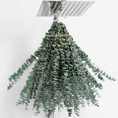 20 Pcs Dried Eucalyptus Stems 17" Real Eucalyptus for Shower Hanging 100% Made from Fresh Leaves, Wedding, Home, Farmhouse, DIY Spring Decor