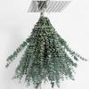 20 Pcs Dried Eucalyptus Stems 17" Real Eucalyptus for Shower Hanging 100% Made from Fresh Leaves, Wedding, Home, Farmhouse, DIY Spring Decor view 1