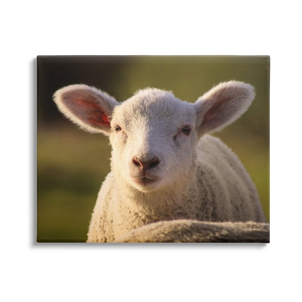 Stupell Industries Gazing Farm Sheep Photograph Canvas Wall Art, Design by Daphne Polselli