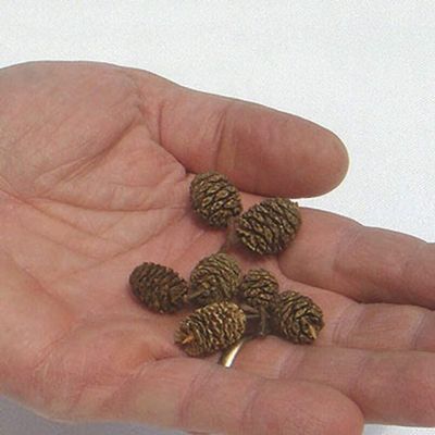Mini Red Alder Pine Cones - Tiny Pine Cones, Great for Seasonal Decoration or Crafts or Vase Filler (100 Tiny Cones)