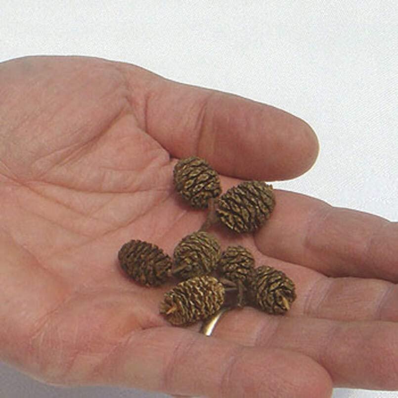 Mini Red Alder Pine Cones - Tiny Pine Cones, Great for Seasonal Decoration or Crafts or Vase Filler (100 Tiny Cones)