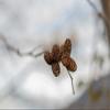 Mini Red Alder Pine Cones - Tiny Pine Cones, Great for Seasonal Decoration or Crafts or Vase Filler (100 Tiny Cones) view 2