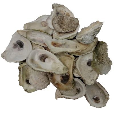 Seaside Treasures Oyster Giants | Oyster Shells 2" - 4" | 30 Oyster Shells for Arts Crafts and Dcor