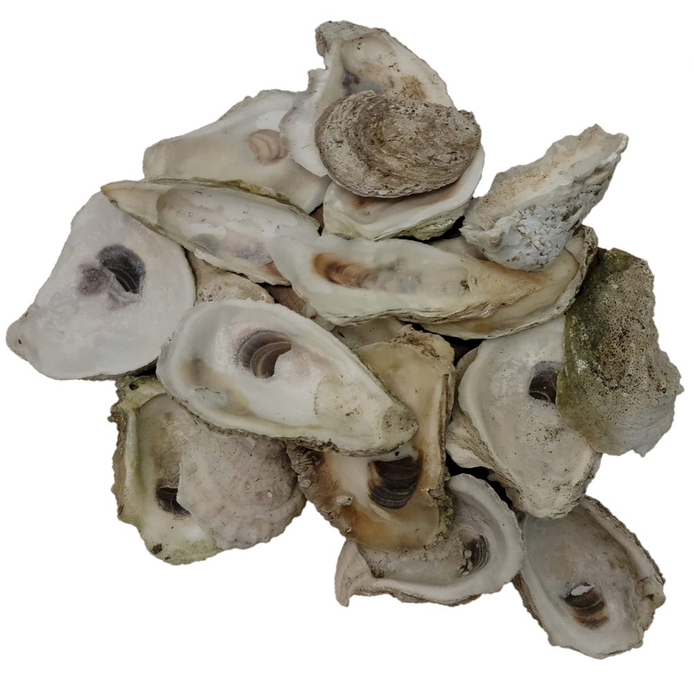 Seaside Treasures Oyster Giants | Oyster Shells 2" - 4" | 30 Oyster Shells for Arts Crafts and Dcor