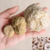 1Pc Unopened Natural Agate Geode Raw Crystal Mineral Crystals Stone Study Teaching Specimen Collections,6-9cm view 2
