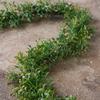 Ashland 6ft. Berry & Foliage Garland, 12 Pack view 2