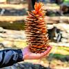 Giant Sugar Pine Cones - Biggest Pine Cones, Great for Seasonal Decoration or Crafts, 10-15 Inch Length (2 Giant Cones) view 1