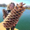 Giant Sugar Pine Cones - Biggest Pine Cones, Great for Seasonal Decoration or Crafts, 10-15 Inch Length (2 Giant Cones) view 2