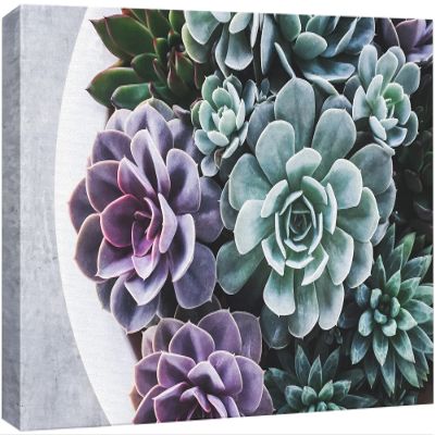 wall26 Canvas Print Wall Art Purple Green Pearl Echeveria Succulents Nature Floral Realism Botanical Wilderness Zen Rustic Colorful Decorative for Living Room, Bedroom, Office - 24"x36"