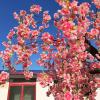 DEKIST Simulation Cherry Blossom Tree, Pink Fishing Artificial Plant Cherry Blossom Tree Home Decoration Wedding Valentine's Day Festival Fake Tree 2.52.5m view 2