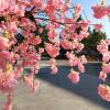 DEKIST Artificial Cherry Tree, Simulation Fishing Pink Cherry Tree, Suitable for Home Decoration, Shopping Malls, Holiday Atmosphere Decoration Simulation Plant Fake Tree 2.52.5m view 3