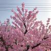 DEKIST Indoor/Outdoor Artificial Plants Simulation Peach Branch Fake Flower Cherry Blossom Trees for Indoor Living Room Rattan Air Conditioning Fake Tree Wall Party Decor Round -1.51m/53.2ft view 2