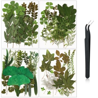Nuanchu Dried Leaves Bulk Greenery Pressed Leaves for Crafts Resin Mold Scrapbooking Candle Making DIY Assorted Natural Decoration with Tweezer