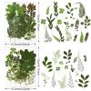 Nuanchu Dried Leaves Bulk Greenery Pressed Leaves for Crafts Resin Mold Scrapbooking Candle Making DIY Assorted Natural Decoration with Tweezer view 3
