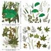 Nuanchu Dried Leaves Bulk Greenery Pressed Leaves for Crafts Resin Mold Scrapbooking Candle Making DIY Assorted Natural Decoration with Tweezer view 4