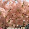 DEKIST Artificial Cherry Blossom Flowers for Home Wedding Party Garden Office Decoration Silk Plants, Big Tree Fake Vines Flowers 1.8 * 1m/5.9 * 3.2ft view 4
