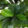 FLOWORLD Fiddle Leaf Fig Tree 6ft Tall Artificial Tree in Plastic Pot Fake Ficus Lyrata Plants with 184 Decorative Fiddle Leaves Faux Fig Trees for Home Office Living Room Decor Indoor Outdoor view 3