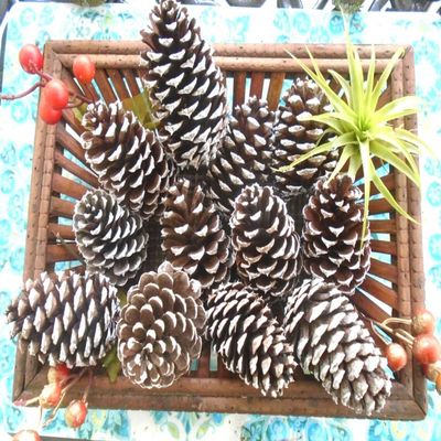 Pinecones for Crafts, 12 Natural White Tipped Frosted Pine Cones 2.5-3.5 inch One Dozen for Crafting Pinecone Christmas Wedding Home Decor