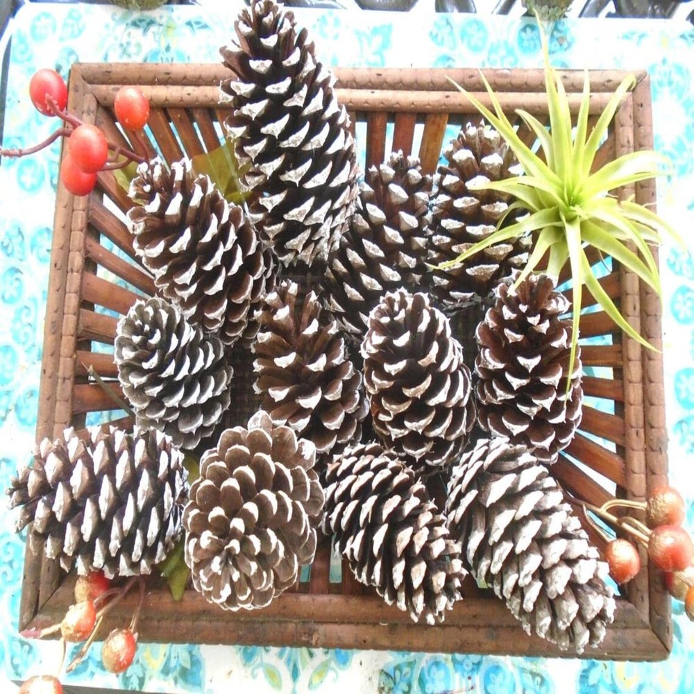 Pinecones for Crafts, 12 Natural White Tipped Frosted Pine Cones 2.5-3.5 inch One Dozen for Crafting Pinecone Christmas Wedding Home Decor