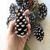 Pinecones for Crafts, 12 Natural White Tipped Frosted Pine Cones 2.5-3.5 inch One Dozen for Crafting Pinecone Christmas Wedding Home Decor view 2