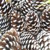 Pinecones for Crafts, 12 Natural White Tipped Frosted Pine Cones 2.5-3.5 inch One Dozen for Crafting Pinecone Christmas Wedding Home Decor view 3