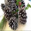 Pinecones for Crafts, 12 Natural White Tipped Frosted Pine Cones 2.5-3.5 inch One Dozen for Crafting Pinecone Christmas Wedding Home Decor view 4