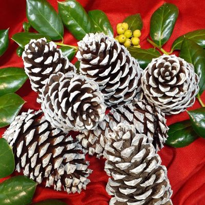 Pinecones for Crafts, 10Pcs White Tipped Painted Pine Cones, Winter Decor, Centerpieces, Tablescapes, Rustic Decorating, Hand Painted Crafts, Christmas Decoration