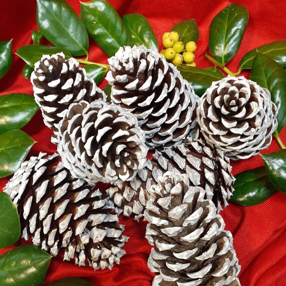 Pinecones for Crafts, 10Pcs White Tipped Painted Pine Cones, Winter Decor, Centerpieces, Tablescapes, Rustic Decorating, Hand Painted Crafts, Christmas Decoration