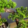 Artificial Bonsai Tree Chinese Style Modern Artificial Bonsai Welcoming Pine Tree False Podocarpus Indoor Artificial Plant Ceramic Decorative Pot Zen Ornaments for Home Office Indoor Showcase Decor Ar view 3