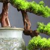 Artificial Bonsai Tree Chinese Style Modern Artificial Bonsai Welcoming Pine Tree False Podocarpus Indoor Artificial Plant Ceramic Decorative Pot Zen Ornaments for Home Office Indoor Showcase Decor Ar view 4