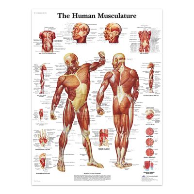REYTOL Human Musculature Posters Medical Education Wall Art Human Musculature Anatomy Canvas Painting Modern Living Room Home Decor Pictures GiftNo Frame