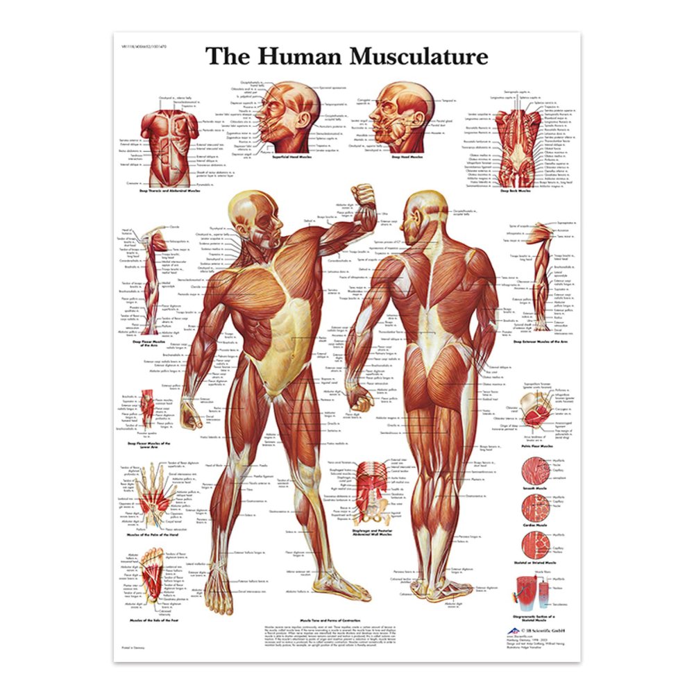 REYTOL Human Musculature Posters Medical Education Wall Art Human Musculature Anatomy Canvas Painting Modern Living Room Home Decor Pictures GiftNo Frame