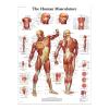 REYTOL Human Musculature Posters Medical Education Wall Art Human Musculature Anatomy Canvas Painting Modern Living Room Home Decor Pictures GiftNo Frame view 1