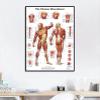 REYTOL Human Musculature Posters Medical Education Wall Art Human Musculature Anatomy Canvas Painting Modern Living Room Home Decor Pictures GiftNo Frame view 2