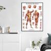 REYTOL Human Musculature Posters Medical Education Wall Art Human Musculature Anatomy Canvas Painting Modern Living Room Home Decor Pictures GiftNo Frame view 3