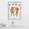 REYTOL Human Musculature Posters Medical Education Wall Art Human Musculature Anatomy Canvas Painting Modern Living Room Home Decor Pictures GiftNo Frame view 4