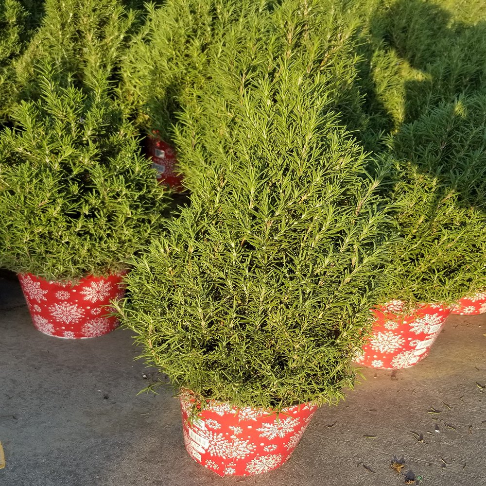 Christmas Tree Live Potted Pine Shaped Trees Indoor or Outdoor (2 Gallon Aromatic Rosemary-Christmas Tree-Shape) 2-3 Feet Tall