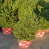 Christmas Tree Live Potted Pine Shaped Trees Indoor or Outdoor (2 Gallon Aromatic Rosemary-Christmas Tree-Shape) 2-3 Feet Tall view 1